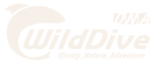 WILDDIVE